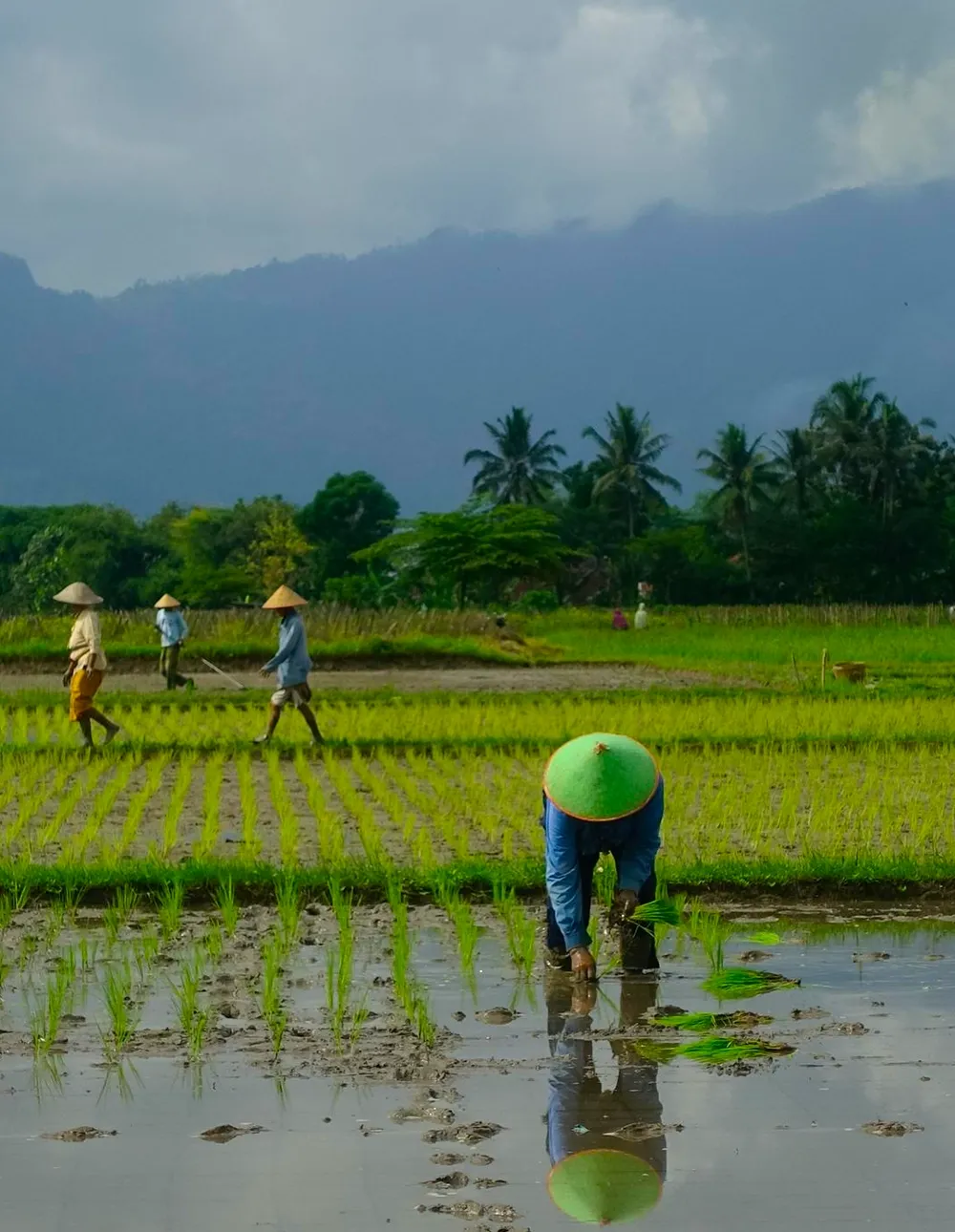 Bringing the Finest Rice from Farm to the Table